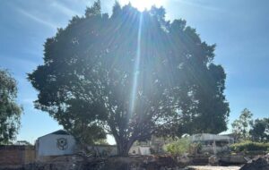 MUNICIPIO DE QUERÉTARO ATIENDE DENUNCIA CIUDADANA POR POSIBLE AFECTACIÓN A ÁRBOL EN LAS TERESAS